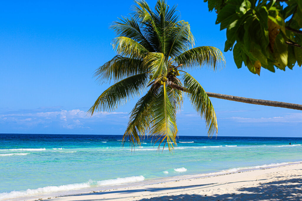 Palm tree on a sunny beach in Jamaica—perfect backdrop for a tropical destination wedding in Jamaica.